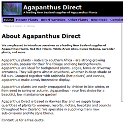 Agapanthus Direct